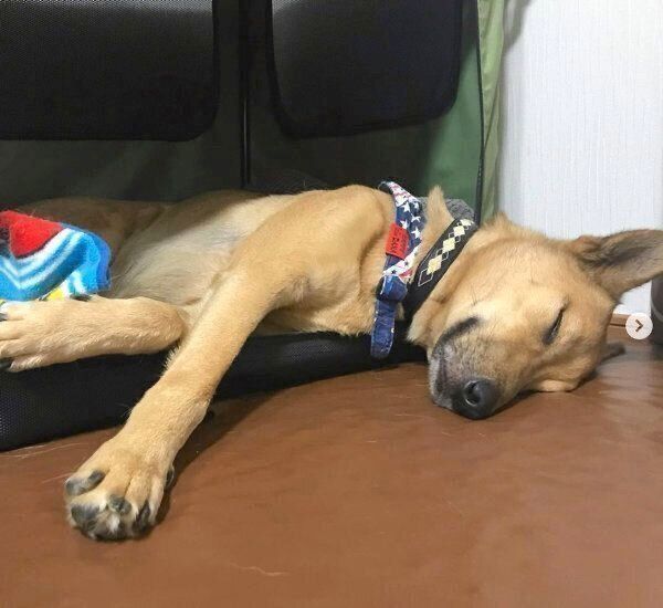 眠るこたろうくん