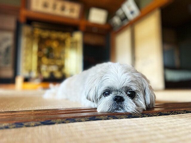 シーズー犬マンガてんぽshihtzu