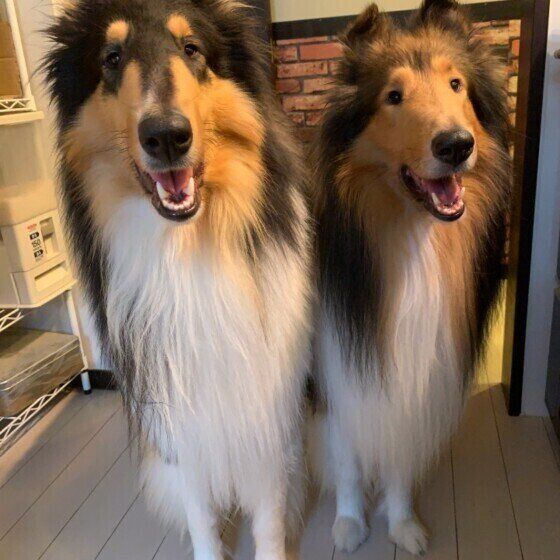 ラフ コリーの特徴 性格 最新価格と飼い方 いぬのきもち 犬図鑑 いぬのきもちweb Magazine