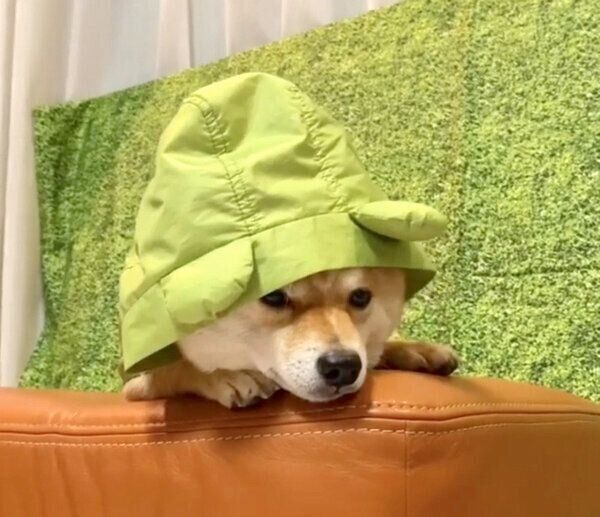 レインコートを着せられて凹む豆千代くん