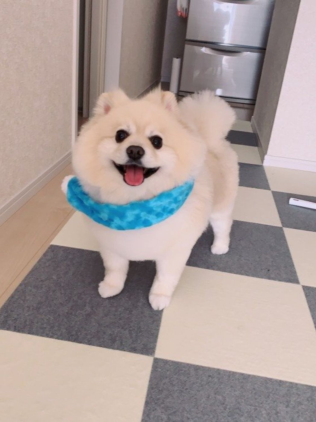 嬉しいときだけじゃない しっぽブンブン する犬の気持ち いぬのきもちweb Magazine 嬉しいときだけじゃない しっぽブンブン する犬の気持ち いぬのきもちweb Magazine