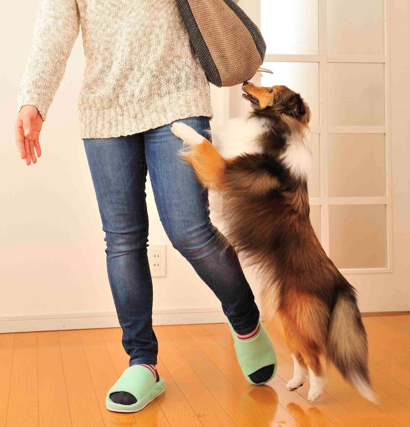 フレンドリーな中 大型犬が 他人に会ったときに徹底すべき2つのこと いぬのきもちweb Magazine フレンドリーな中 大型犬が 他人に会ったときに徹底すべき2つのこと いぬのきもちweb Magazine