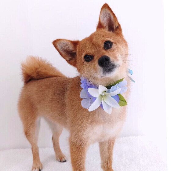 小型犬のあんずちゃん