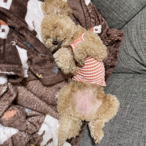 トイ・プードルのぽむちゃん♪