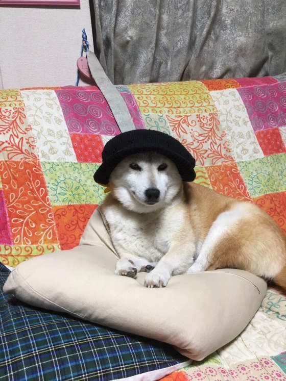 くつろぎ中のそらちゃん