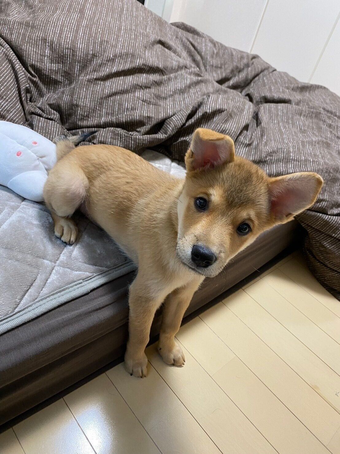 子犬時代の虎徹くん　かわいすぎる