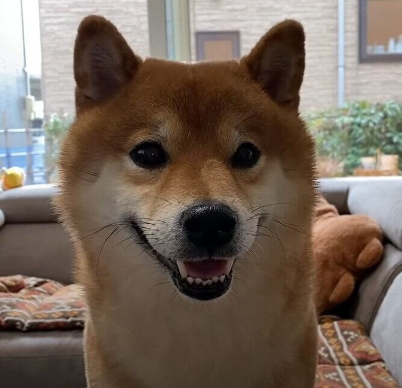 犬語 で何やら会話をする柴犬ズ なぜか雲行きが怪しい いぬのきもちweb Magazine 犬語 で何やら会話をする柴犬ズ なぜか雲行きが怪しい いぬのきもちweb Magazine