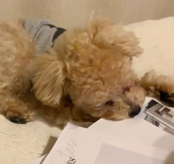 かまってもらいたいトイ・プードル