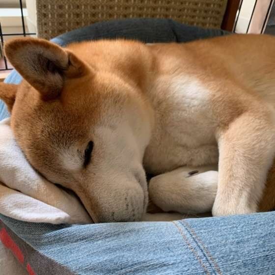 柴の小太郎くん