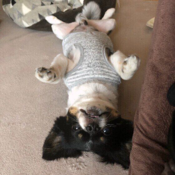 チワワのまろ君