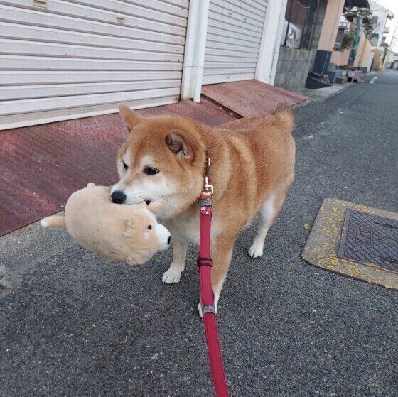 柴のコムギちゃん