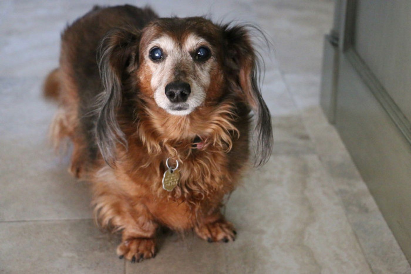 獣医師監修 犬の白内障 21年治療体験談や目薬について解説 いぬのきもちweb Magazine 獣医師監修 犬の白内障 21年治療体験談や目薬について解説 いぬのきもちweb Magazine