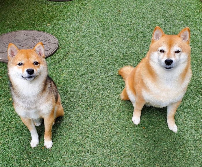 庭で遊ぶここちゃん、なつちゃん