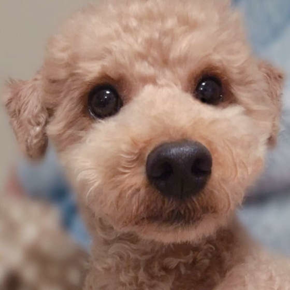 犬がお耳を ぺたーん とする理由とは 可愛い画像とともに解説 いぬのきもちweb Magazine 犬がお耳を ぺたーん とする理由とは 可愛い画像とともに解説 いぬのきもちweb Magazine
