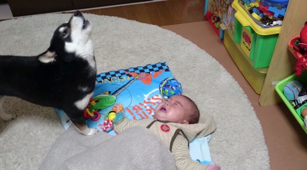 ベビーシッター