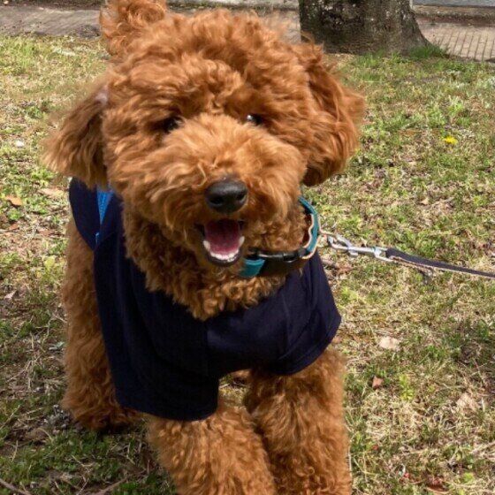 散歩するトイ・プードル