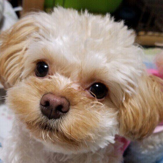 まだ丸っこい子犬時代の茶豆ちゃん