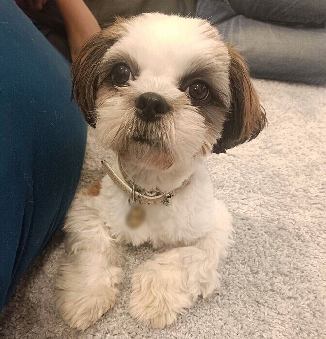 お迎え当時のふがしちゃん