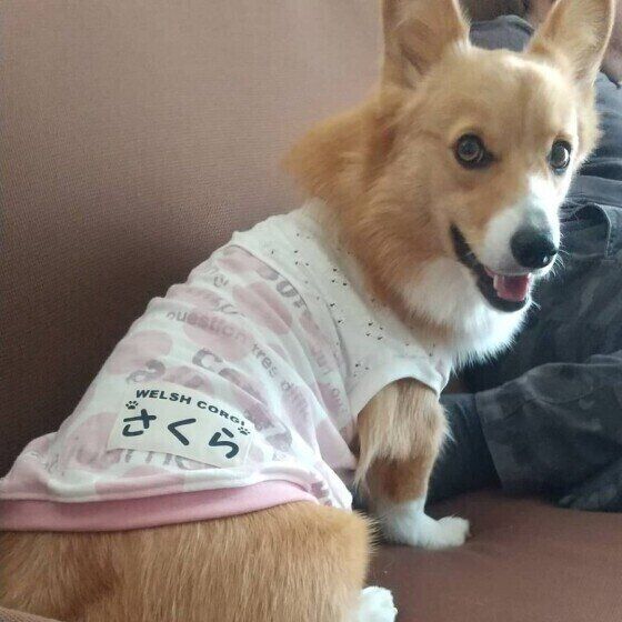 名前入りのお洋服がかわいいさくらちゃん