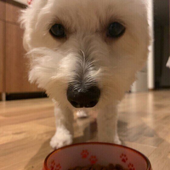 シニア犬の食事を見直すタイミングは？日々の観察でよりよいケアを いぬのきもち