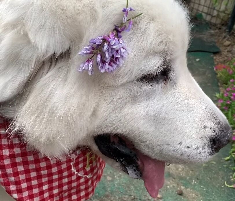 藤の花と犬