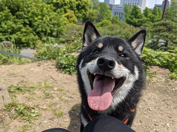 笑顔の天すけくん