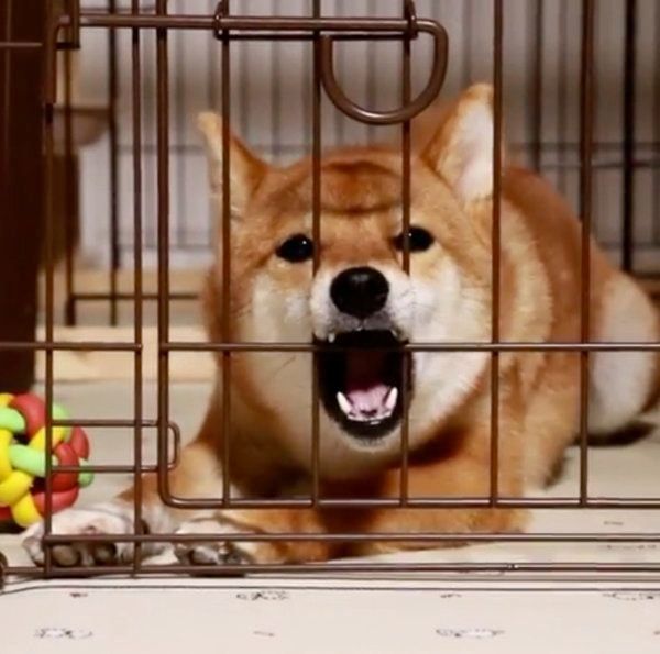 睡魔と戦う柴犬