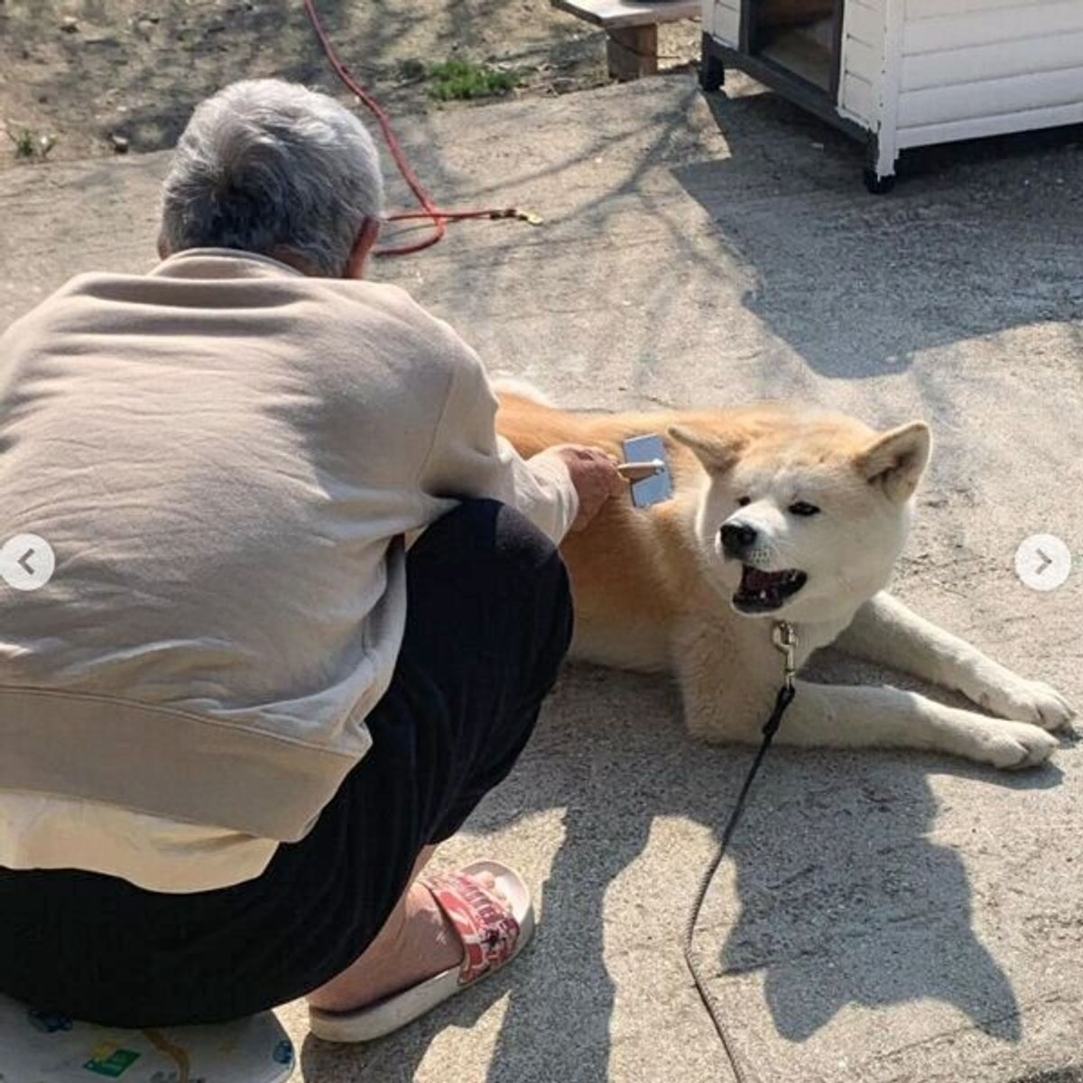 関係性に思わずキュン おじいさんと仲良しの秋田犬 ブラッシングも散歩も一緒に いぬのきもちweb Magazine 関係性に思わずキュン おじいさんと仲良しの秋田犬 ブラッシングも散歩も一緒に いぬのきもちweb Magazine