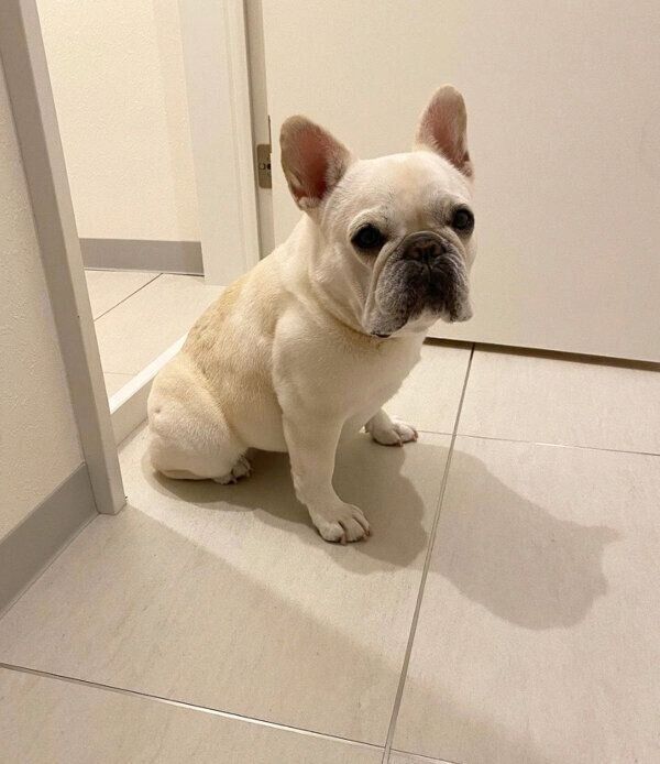 飼い主さんがトイレから出てくるのを待っていた、ひまわりちゃん