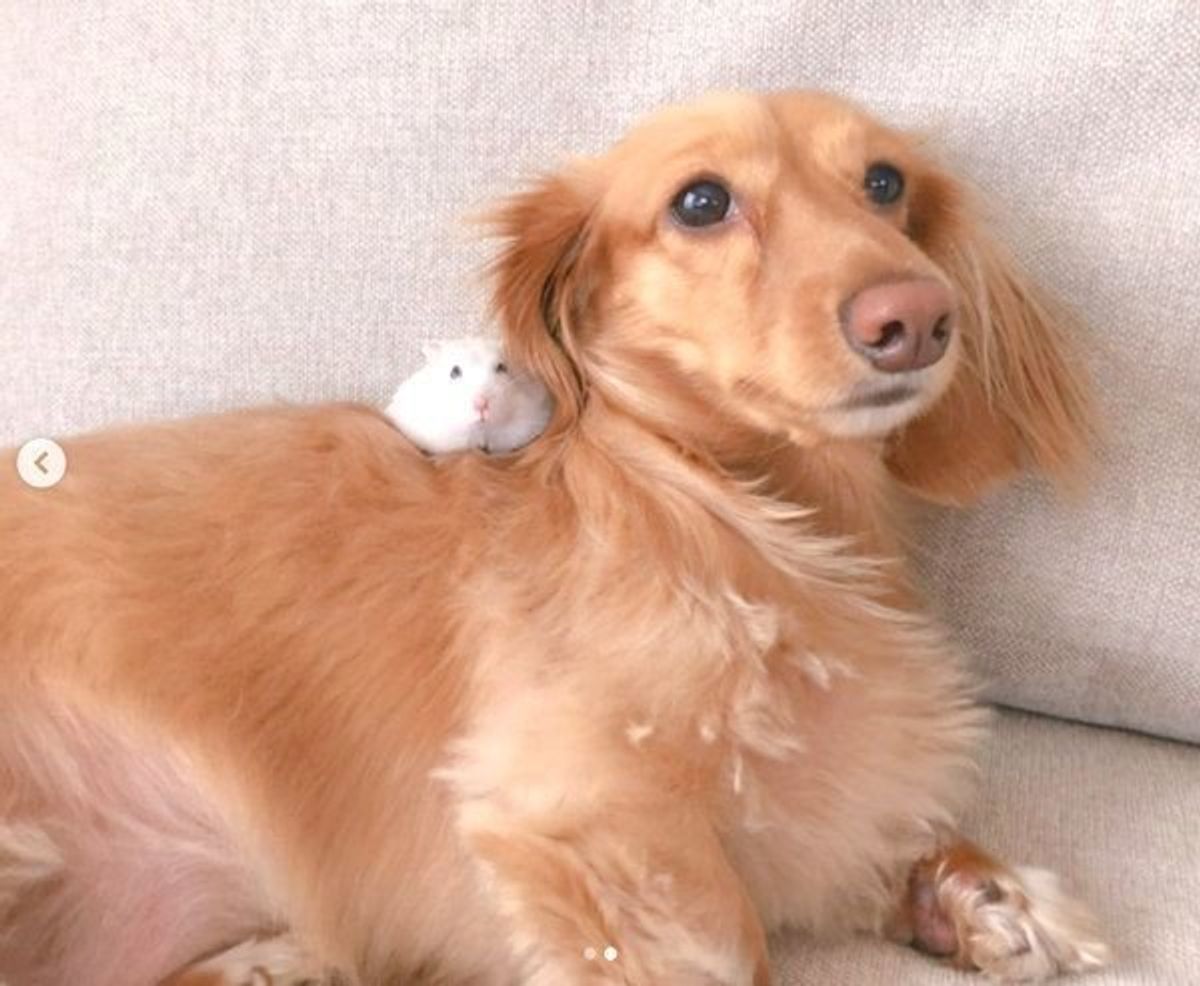 微笑ましすぎ ハムちゃんの子守をするワンコに 思わずキュン いぬのきもちweb Magazine 微笑ましすぎ ハムちゃんの子守をするワンコに 思わずキュン いぬのきもちweb Magazine