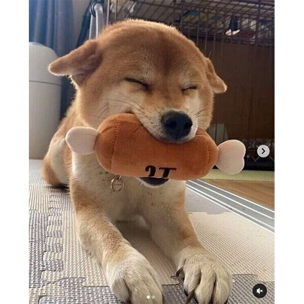 おもちゃをくわえながら飼い主さんを出迎える、きなこちゃん