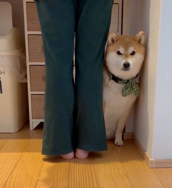 「ボクも行きたい」と訴えるラテくん