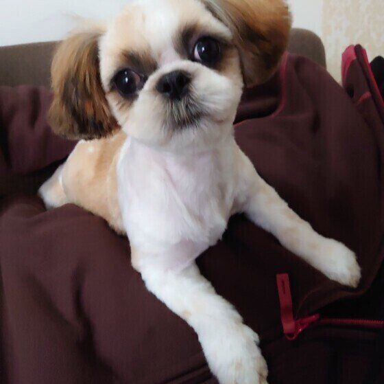 見つめるシー・ズー