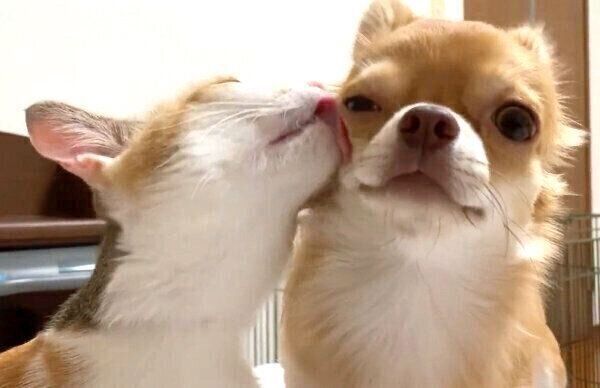 仲良しなぶーちゃんとものこちゃん