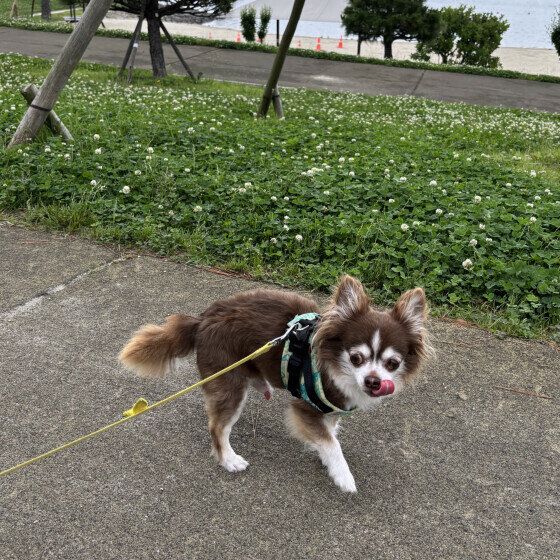 チワワの楽しいお散歩風景