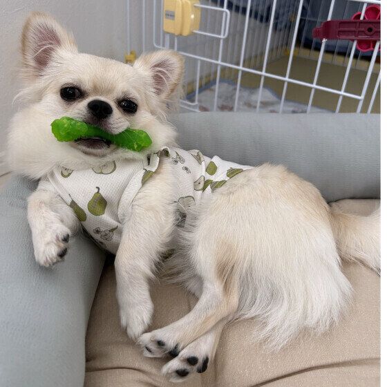 犬の体にあるできもの、良いイボと悪いイボの違いは？ 獣医師に聞いてみた いぬのきもち