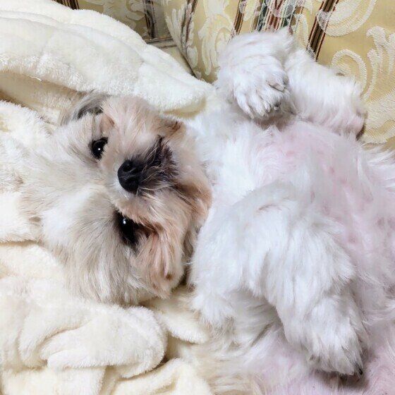 シー・ズーのゆめちゃん