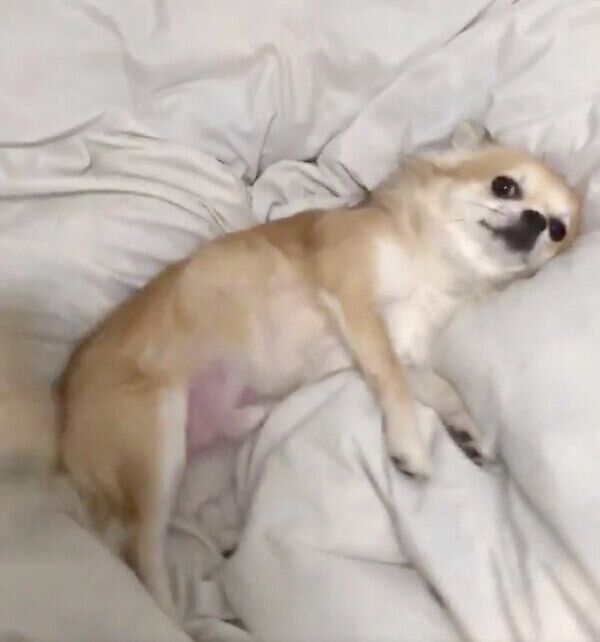 飼い主さんの帰宅を歓迎するちくわくん