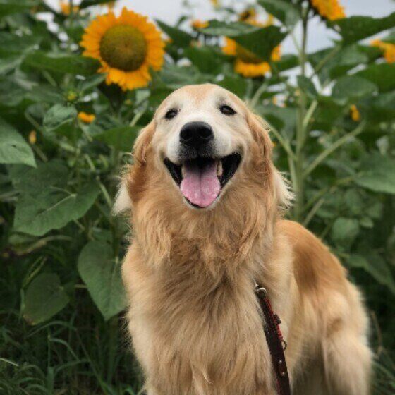 犬の血管肉腫とは? 悪性腫瘍「血管肉腫」の症状と治療法について いぬのきもち