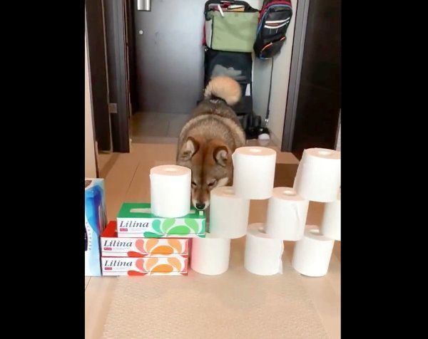 頑なに「トイレットペーパーチャレンジ」をしない花ちゃん