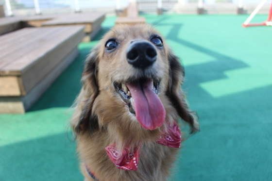 可愛いシニア犬