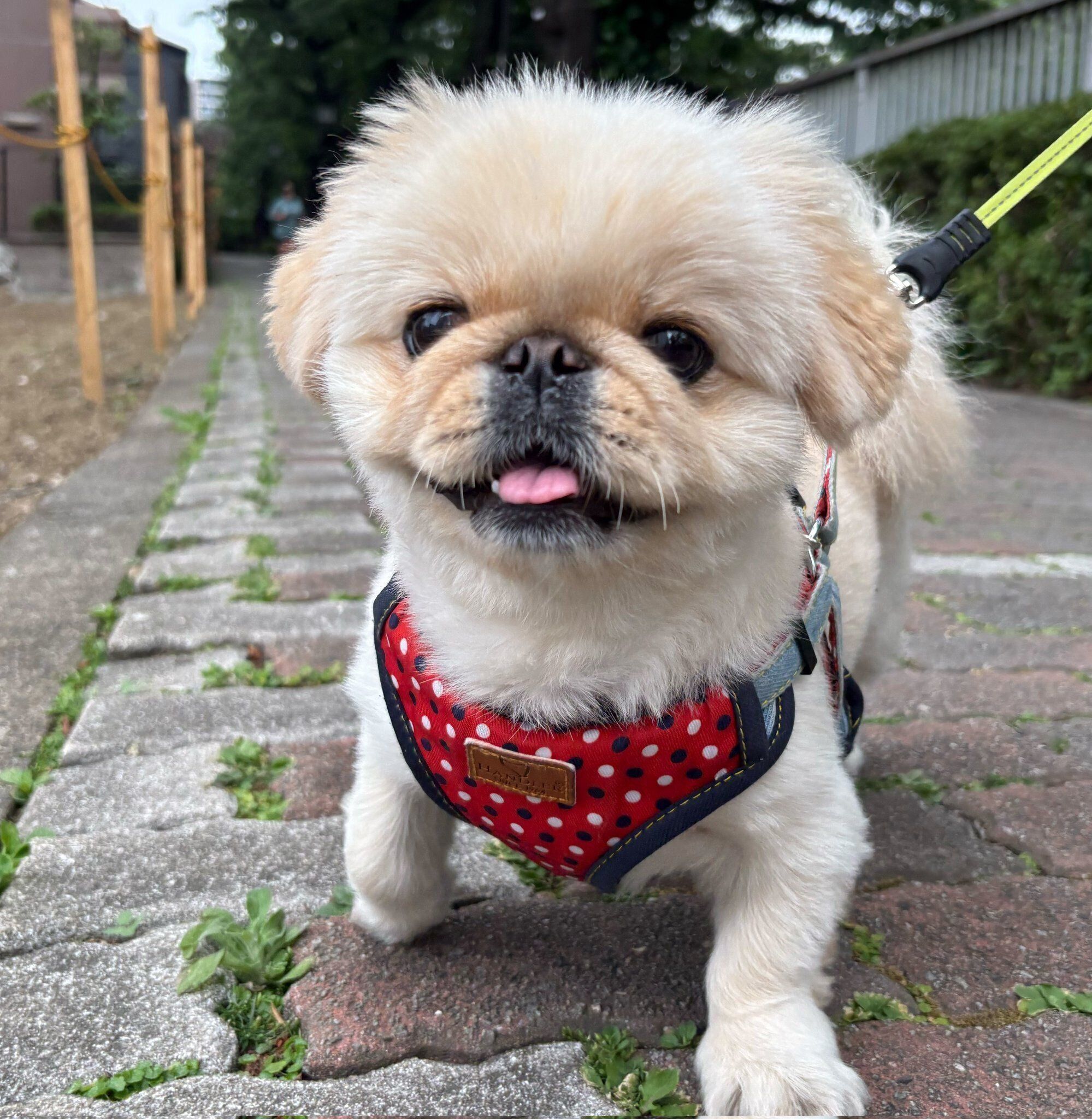 お散歩中のわたあめちゃん