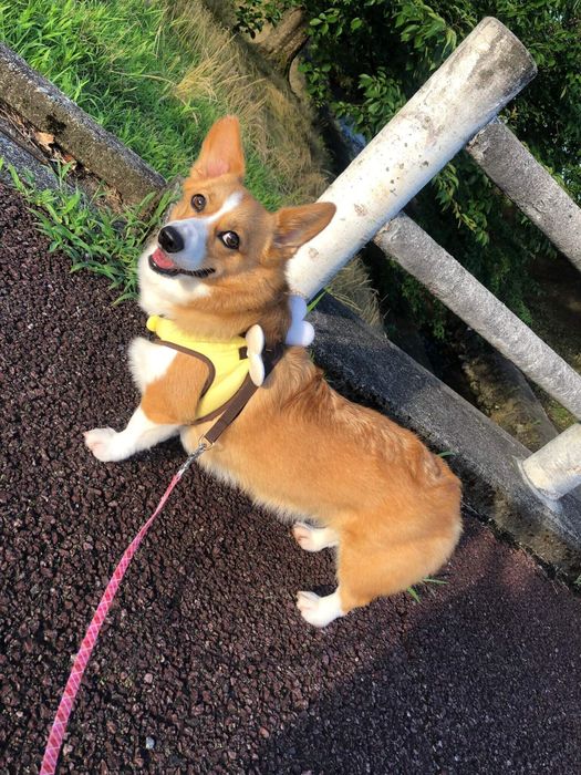 お散歩中に振り返るオハナちゃんの“笑顔”がまぶしい