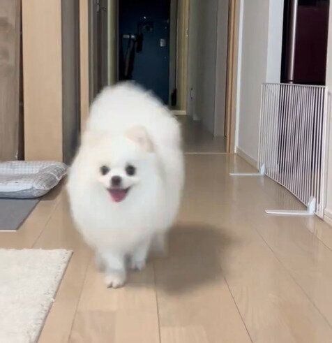 走ってくる天くん