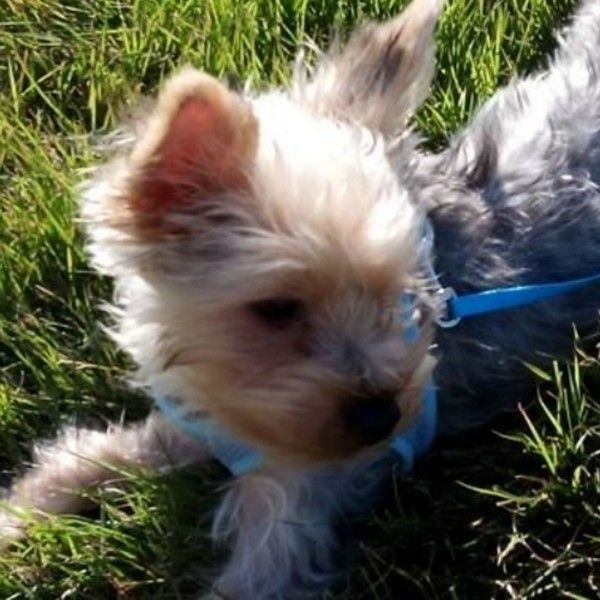 お散歩をする犬