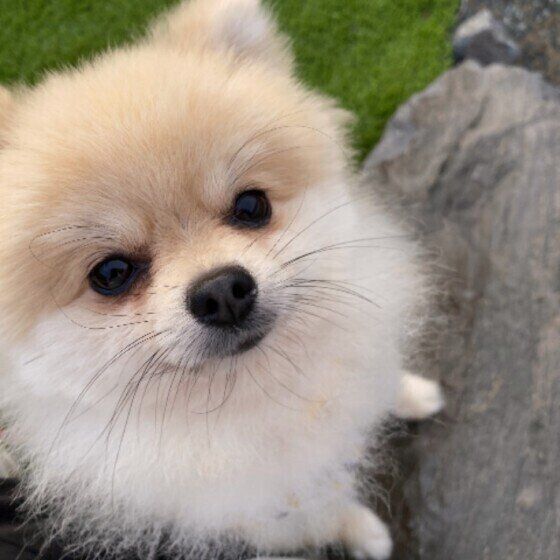 外でくつろぐポメラニアン