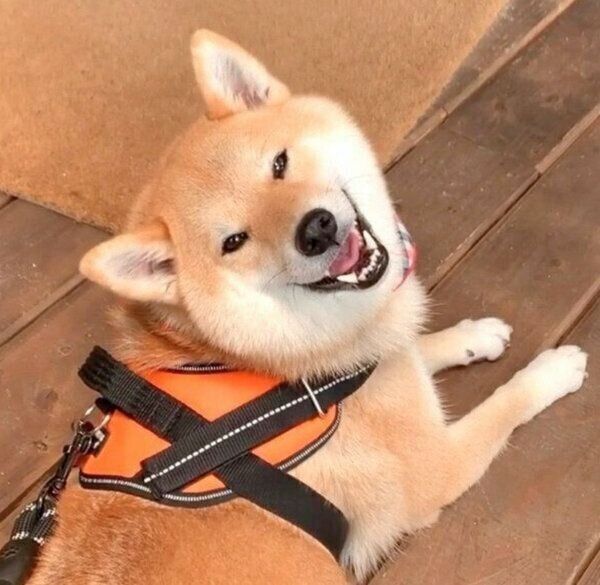 笑顔の味噌ちゃん