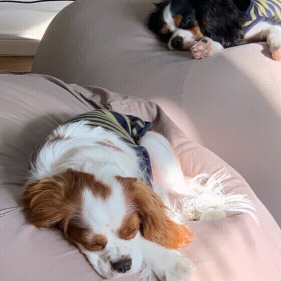 キャバリアのバロンくん