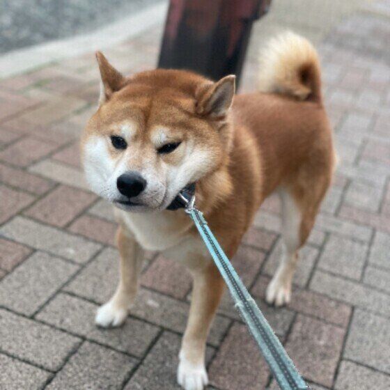 れおくん（柴）