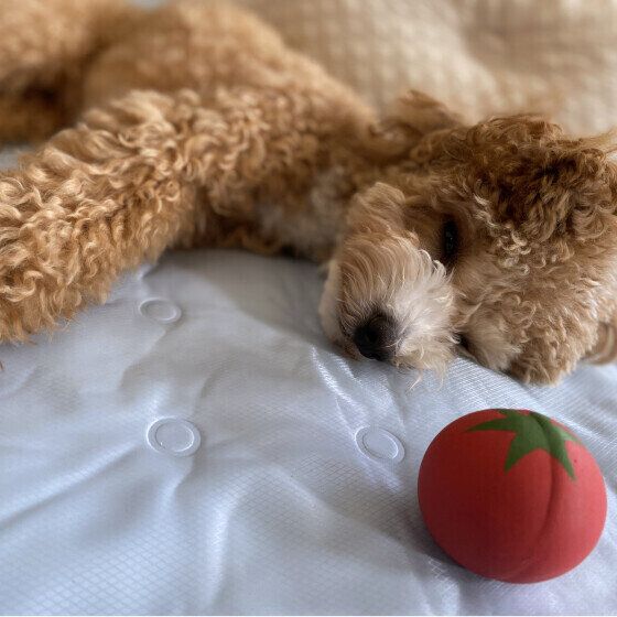 ひんやりマットで眠るトイ・プードル